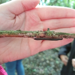 Diplopoda