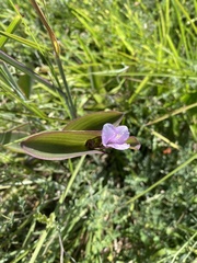 Tradescantia pallida