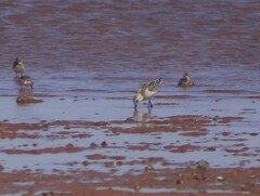 Calidris pusilla