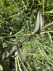 Tradescantia pallida