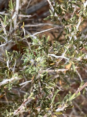 Cercocarpus intricatus