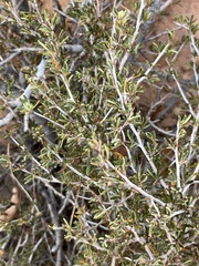 Cercocarpus intricatus
