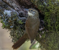 Syndactyla rufosuperciliata