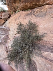 Cercocarpus intricatus