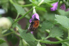 Bombus