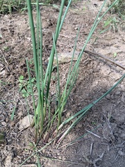Allium vineale