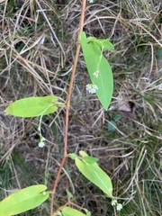 Persicaria sagittata