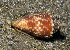 Conus acutangulus