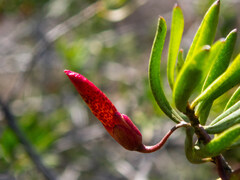 Eremophila