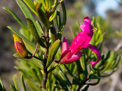 Eremophila