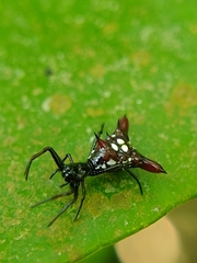 Micrathena sexspinosa