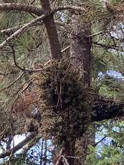 Arceuthobium campylopodum