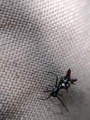 Micrathena sexspinosa