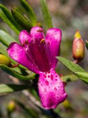Eremophila