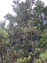 Arceuthobium campylopodum