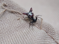Micrathena sexspinosa