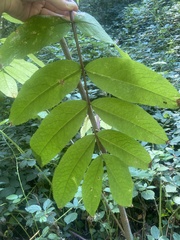 Sorbus scopulina