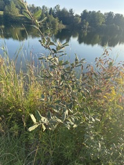 Elaeagnus