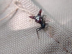 Micrathena sexspinosa