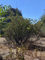 Cupaniopsis anacardioides