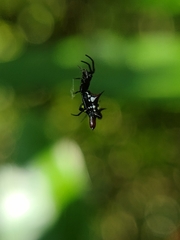 Micrathena sexspinosa