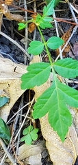 Koelreuteria paniculata