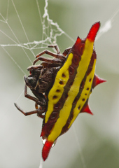 Gasteracantha diadesmia