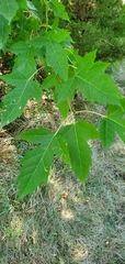 Acer ginnala
