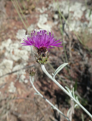 Centaurea paui