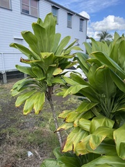 Cordyline fruticosa