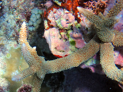 Acropora muricata