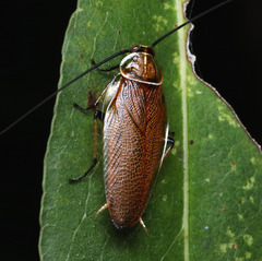 Ellipsidion australe
