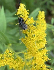 Muscidae