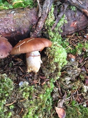 Cortinarius caperatus
