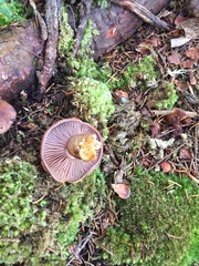 Cortinarius caperatus