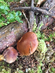 Cortinarius caperatus