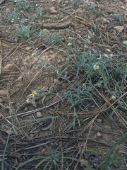 Erigeron lassenianus
