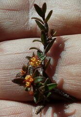 Pseudanthus divaricatissimus