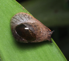 Stanisicarion freycineti