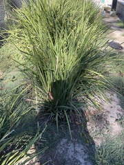 Juncus xiphioides