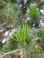 Pinus cembroides