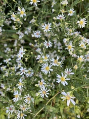 Symphyotrichum ontarionis