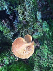 Hygrophoropsis