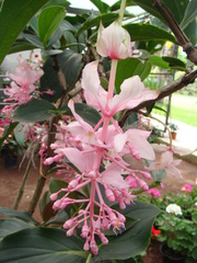 Medinilla magnifica