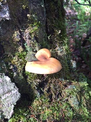 Hygrophoropsis