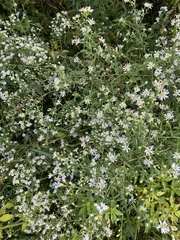 Symphyotrichum ontarionis