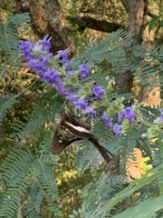 Chioides albofasciatus