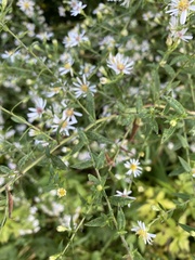 Symphyotrichum ontarionis