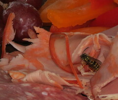 Vespula germanica