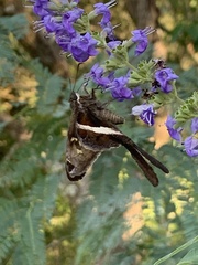 Chioides albofasciatus